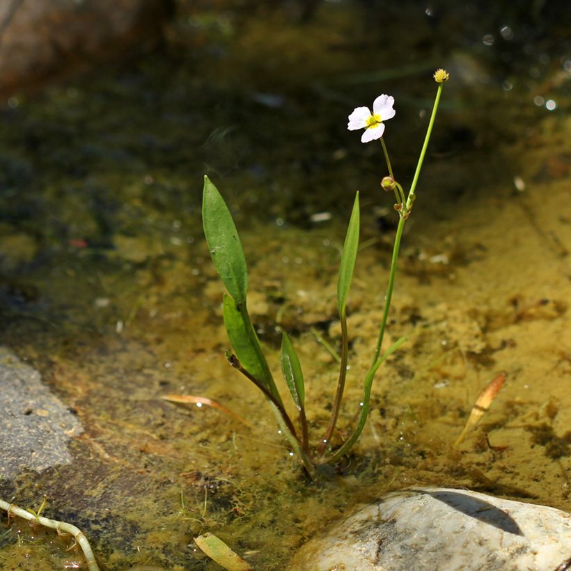 Baldellia ranunculoides (Porte)