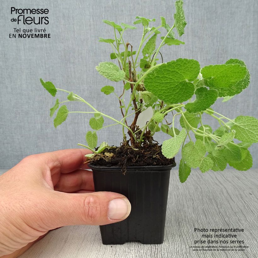 Ejemplar de Ballota pseudodictamnus - Marrubio Maceta de 8/9 cm entregado en otoño