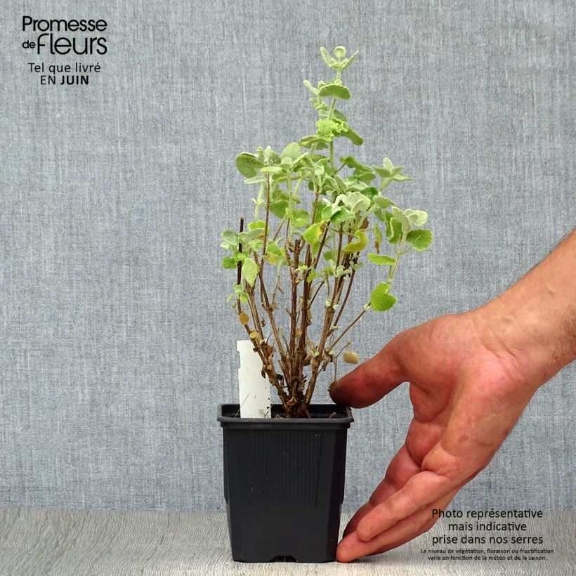 Ejemplar de Ballota pseudodictamnus - Marrubio Maceta de 8/9 cm entregado en verano