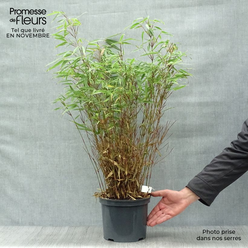 Ejemplar de Fargesia rufa - Bambú no invasivo Maceta 4L/5L entregado en otoño