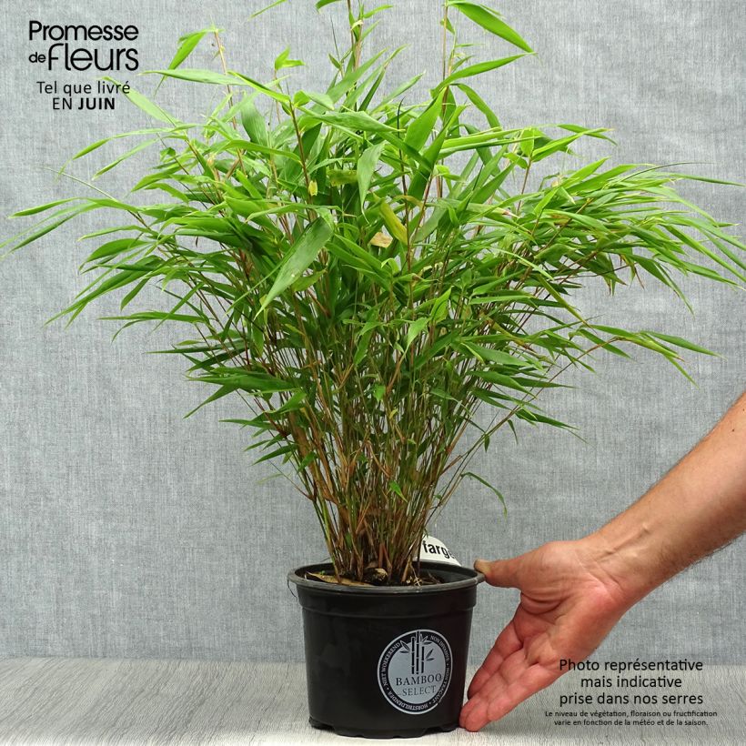 Ejemplar de Fargesia rufa - Bambú no invasivo Maceta 2L/3LAltura de entrega aprox. 30/40cm entregado en verano