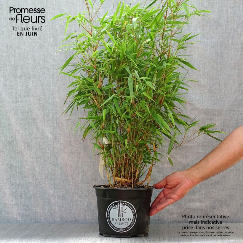 Ejemplar de Fargesia rufa - Bambú no invasivo Maceta 4L/5LAltura de entrega aprox. 60/80cm entregado en verano