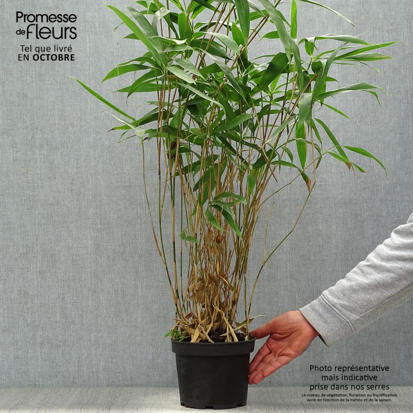 Ejemplar de Pseudosasa japonica - Bambú japonés Maceta 2L/3L entregado en otoño