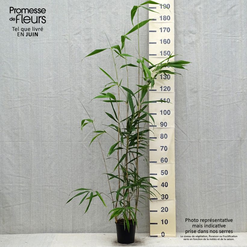 Ejemplar de Pseudosasa japonica - Bambú japonés Maceta 2L/3LAltura de entrega aprox. 100/120cm entregado en verano