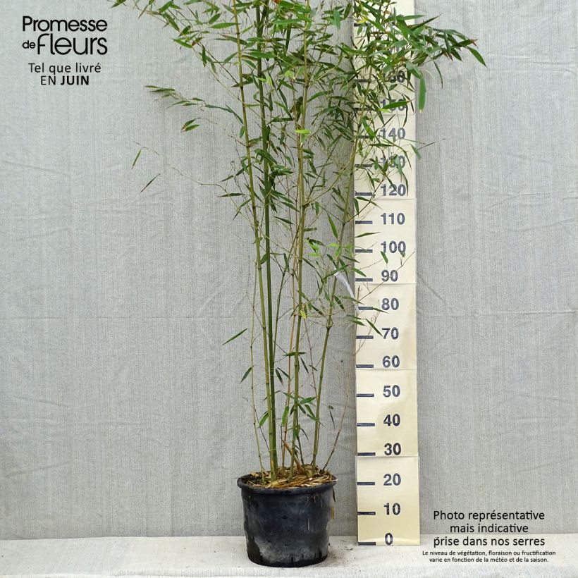 Ejemplar de Phyllostachys bissetii - Bambú de Bisset Maceta 12L/15L entregado en verano