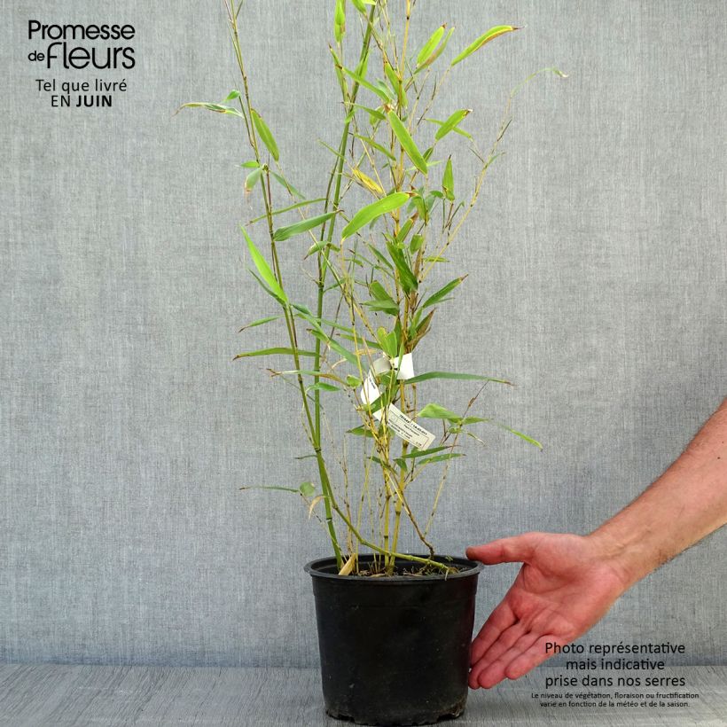 Ejemplar de Phyllostachys bissetii - Bambú de Bisset Maceta 2L/3L entregado en verano