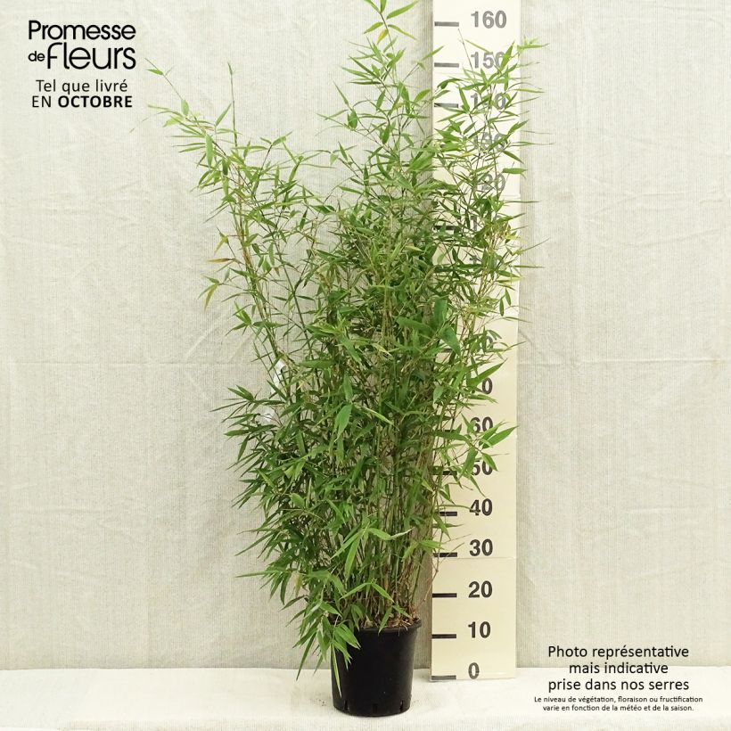 Ejemplar de Phyllostachys aurea - Bambú dorado Maceta 4L/5L entregado en otoño