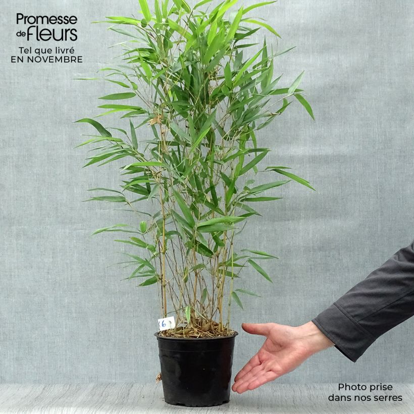 Ejemplar de Phyllostachys aureosulcata Aureocaulis - Bambú Maceta 2L/3L entregado en otoño