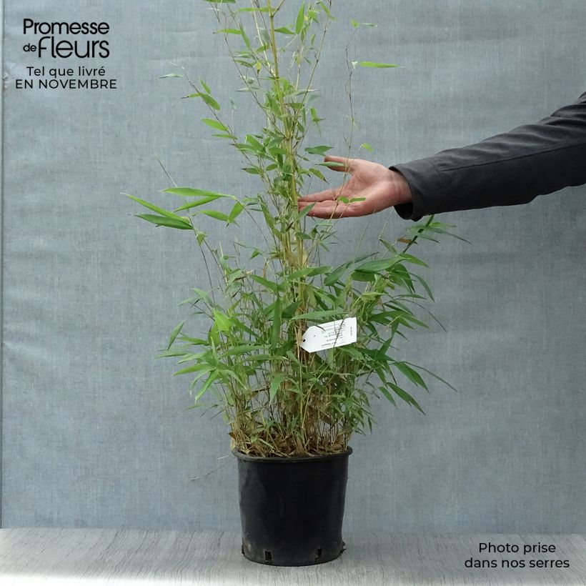 Ejemplar de Phyllostachys aureosulcata Aureocaulis - Bambú Maceta 4L/5L entregado en otoño