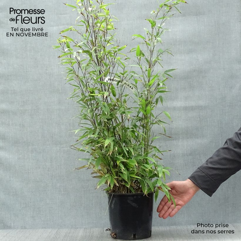 Ejemplar de Phyllostachys nigra - Bambú negro Maceta 4L/5L entregado en otoño