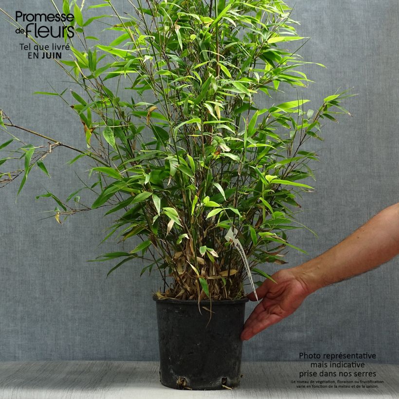 Ejemplar de Phyllostachys nigra - Bambú negro Maceta 4L/5LAltura de entrega aprox. 80/100cm entregado en verano