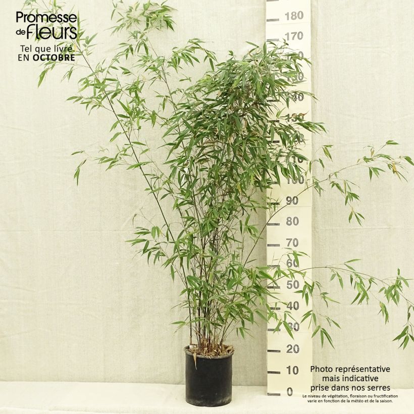 Ejemplar de Phyllostachys nigra - Bambú negro Maceta 7,5L/10LAltura de entrega aprox. 100/150cm entregado en verano