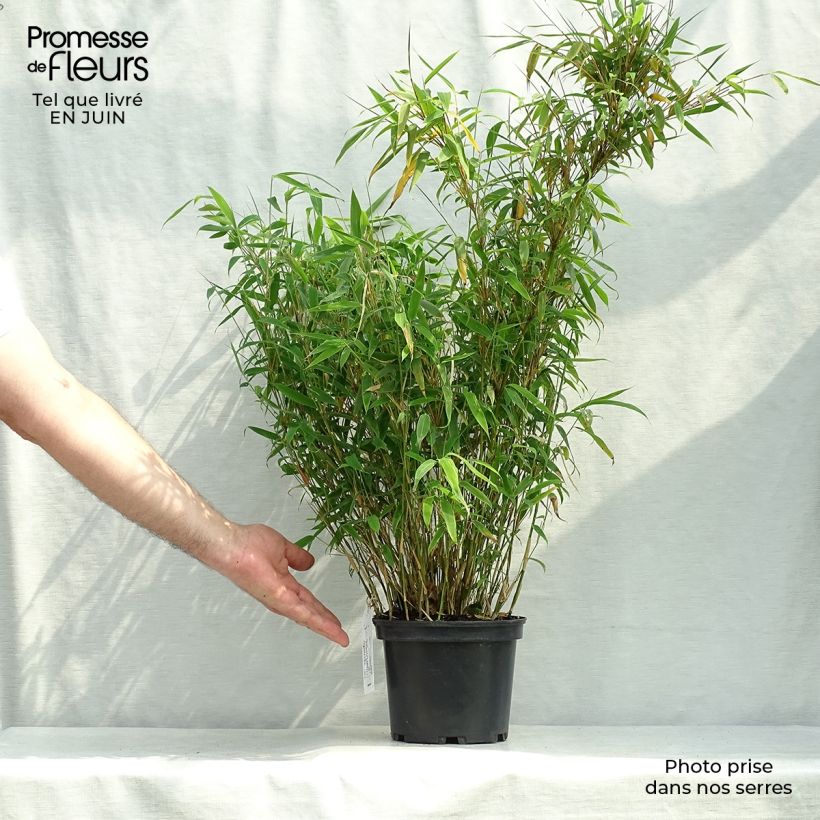 Ejemplar de Fargesia murielae Jumbo - Bambú no invasivo Maceta 2L/3LAltura de entrega aprox. 40/60cm entregado en verano