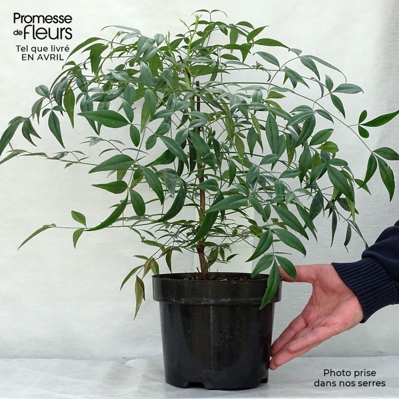 Nandina domestica Brightlight Maceta 3L/4LAltura de entrega aprox. 60/70cm Ejemplar entregado en la primavera