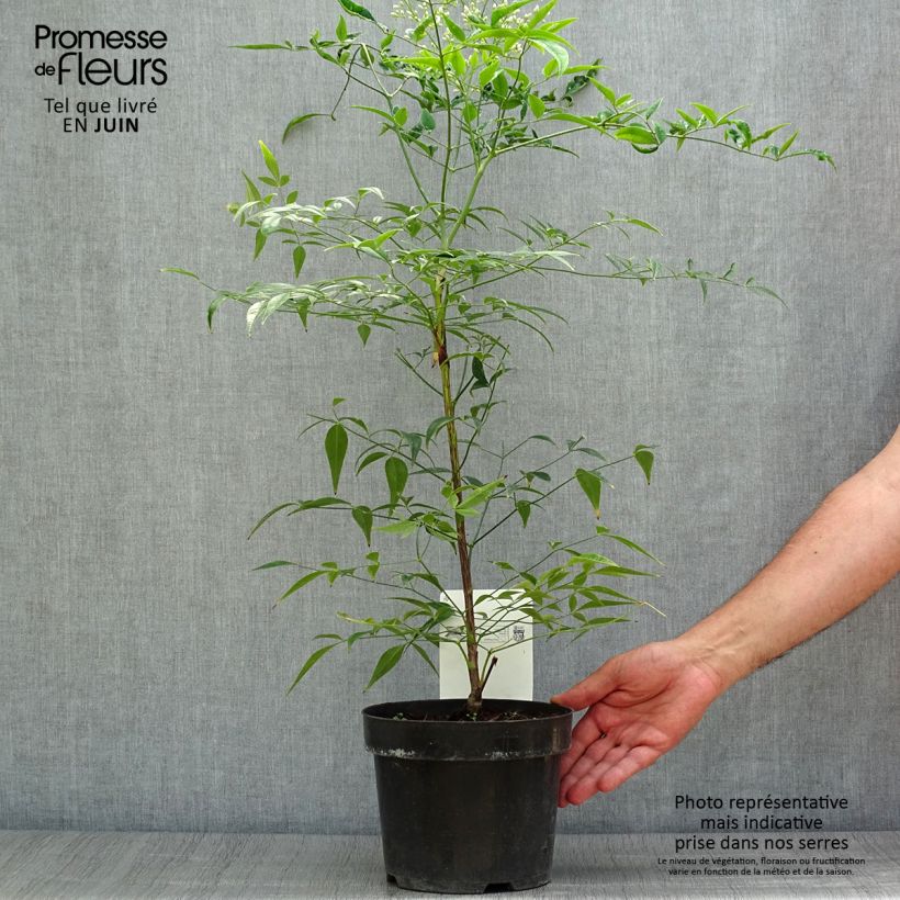 Ejemplar de Nandina domestica Brightlight Maceta 3L/4L entregado en verano