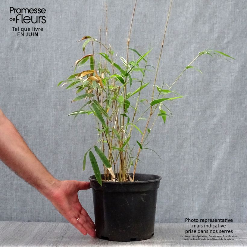 Ejemplar de Bambusa glaucescens Alphonse Karr Maceta 4L/5L entregado en verano