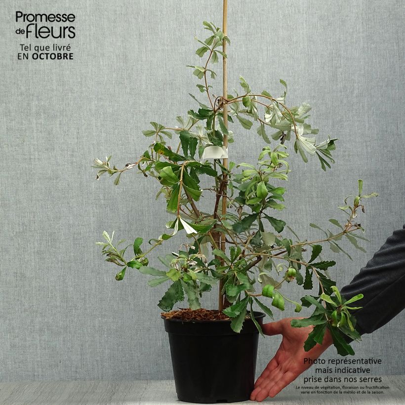 Ejemplar de Banksia integrifolia Maceta 3L/4L entregado en otoño