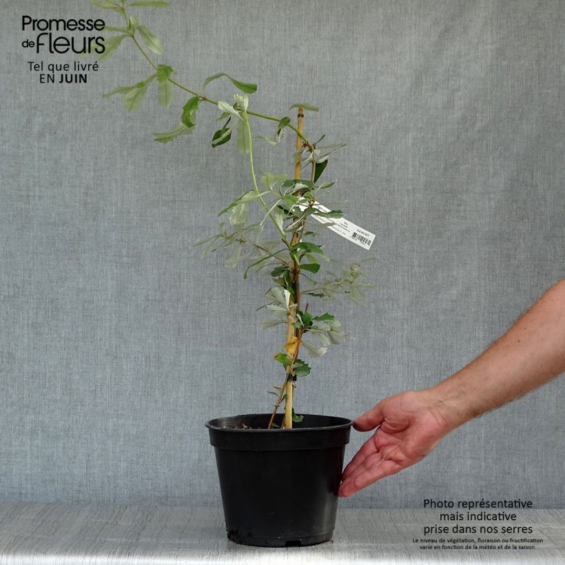 Ejemplar de Banksia integrifolia - Banksia côtier Pot de 3L/4L entregado en verano