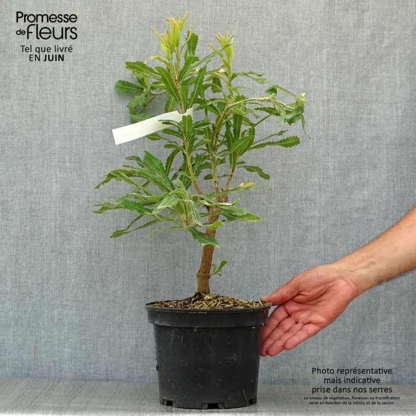 Ejemplar de Banksia serrata Maceta 4L/5L entregado en verano