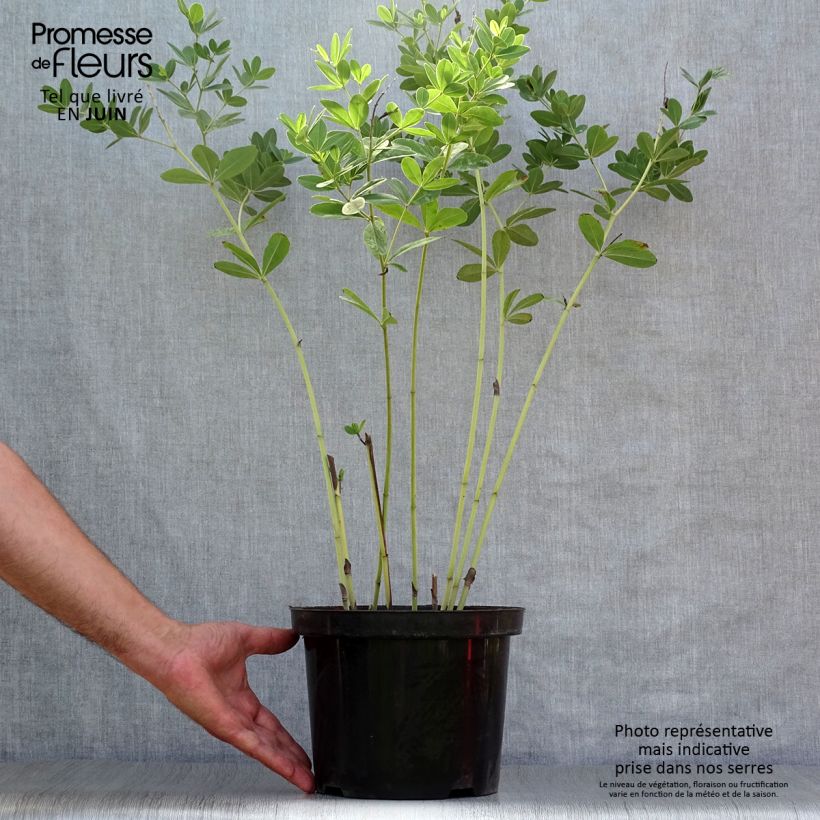 Ejemplar de Baptisia Cherries Jubilee  - Lupin indigo Pot de 4L/5L entregado en verano