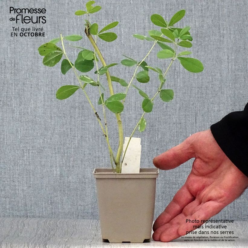 Ejemplar de Baptisia Indigo Spires Maceta de 8/9 cm entregado en otoño