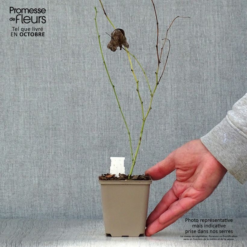 Ejemplar de Baptisia Starlite Prairieblues Maceta de 8/9 cm entregado en otoño