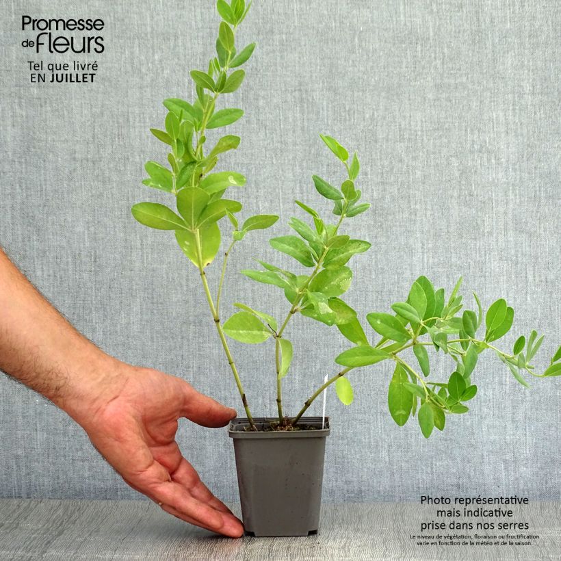 Ejemplar de Baptisia sphaerocarpa - índigo amarillo Maceta de 8/9 cm entregado en verano