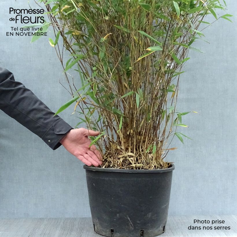 Ejemplar de Bashania fargesii - Bambú Maceta 12L/15L entregado en otoño