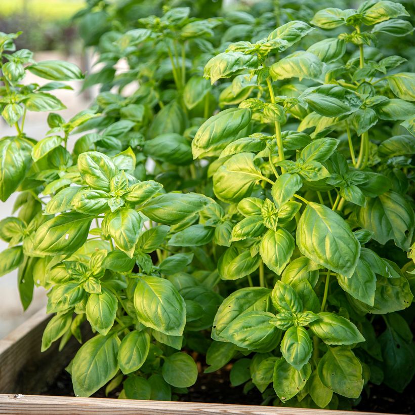 Albahaca Genovese Bio (Porte)