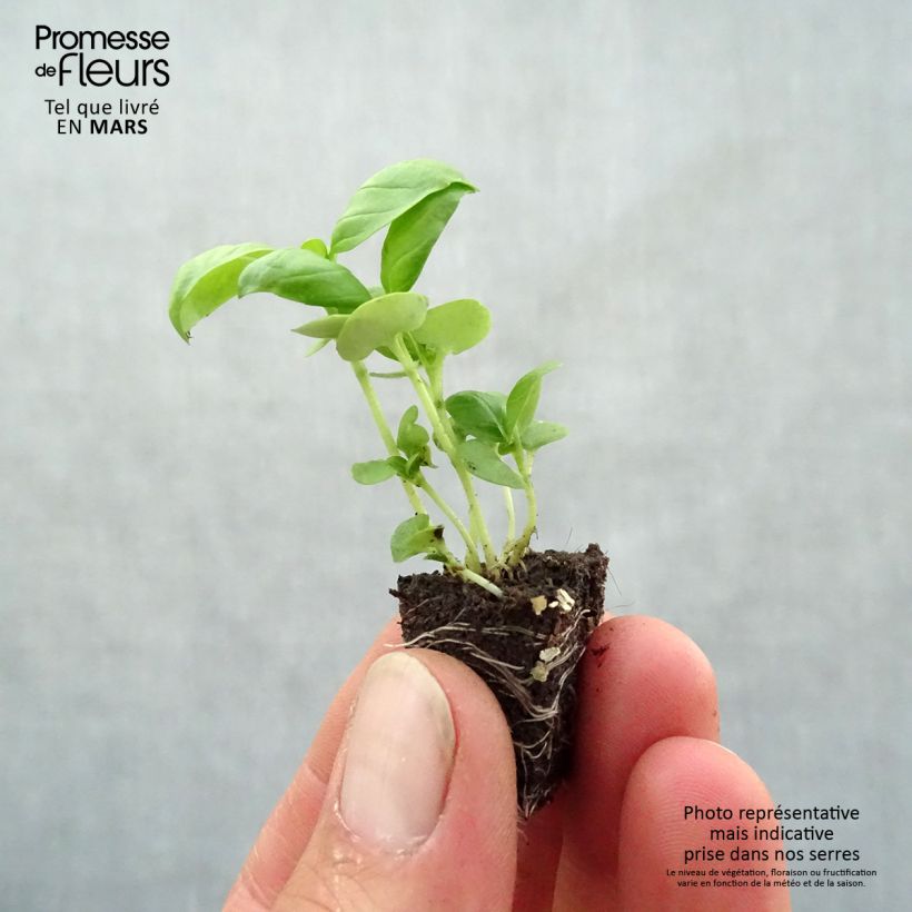 Albahaca Grand Vert compact minicepellón: Ø 3/4 cm Ejemplar entregado en la primavera