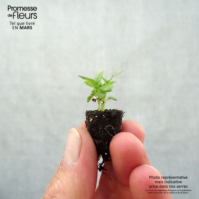 Albahaca fin vert nain compact Bio minicepellón: Ø 1,5/2,5 cm Ejemplar entregado en la primavera
