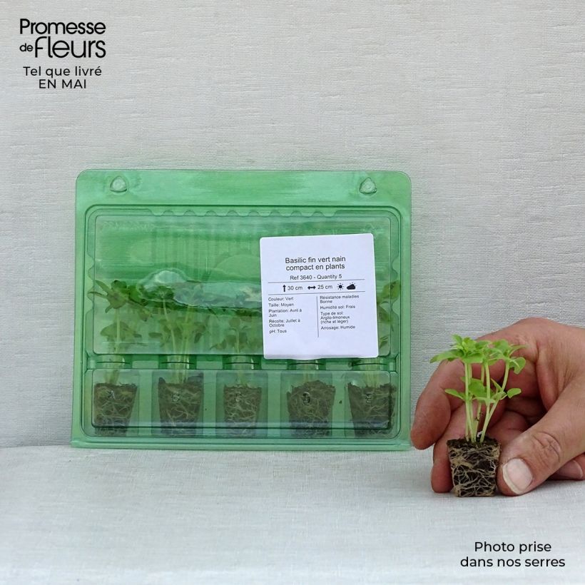 Albahaca fin vert nain compact minicepellón: Ø 3/4 cm Ejemplar entregado en la primavera