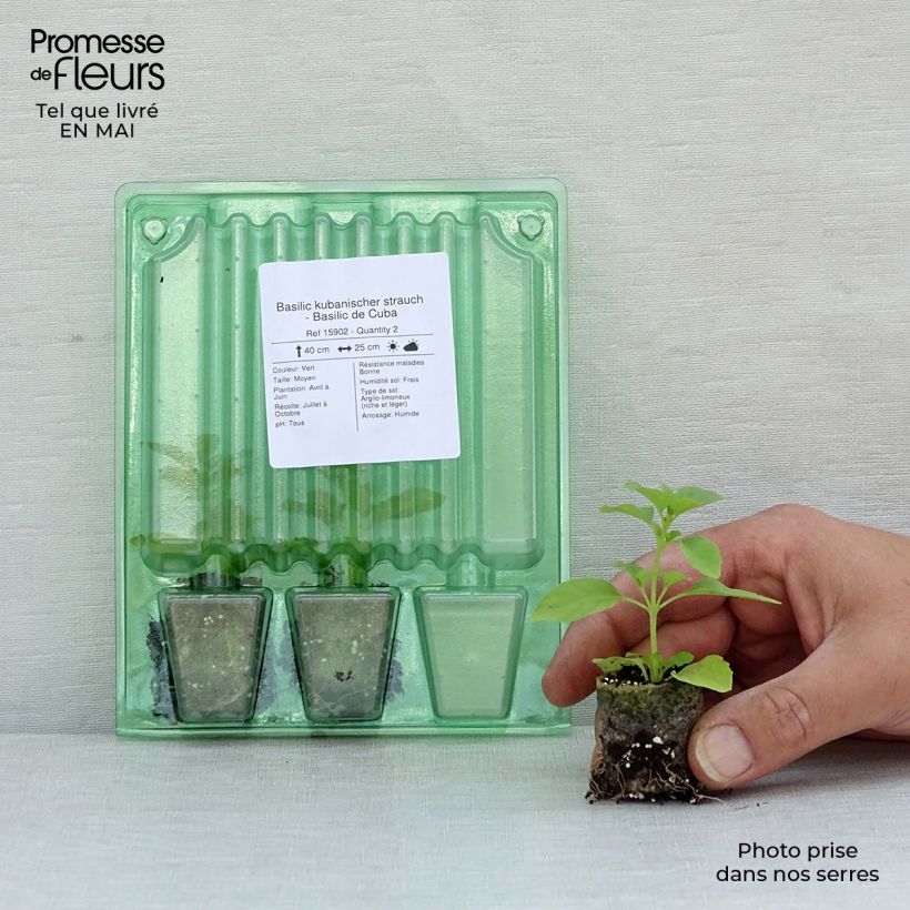 Albahaca kubanischer strauch minicepellón: Ø 3/4 cm Ejemplar entregado en la primavera