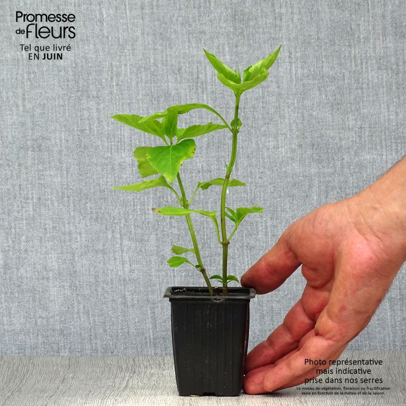 Ejemplar de Albahaca Selloi Maceta de 8/9 cm entregado en verano