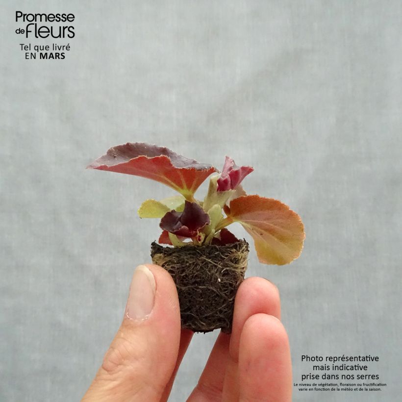 Begonia F1 Big Red Bronze Leaf minicepellón: Ø 3/4 cm Ejemplar entregado en la primavera