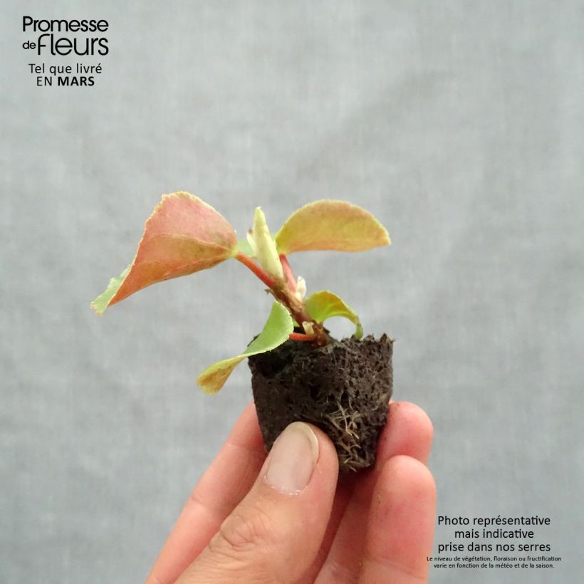 Begonia Siempre-florida Dragon Wing Pink minicepellón: Ø 3/4 cm Ejemplar entregado en la primavera