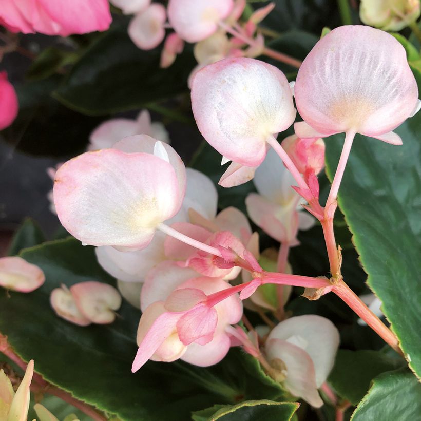 Begonia Dragon Wing White (Floración)
