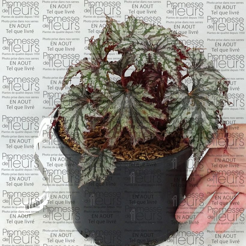 Ejemplo de ejemplar de Begonia Garden Angel Blush Maceta 2L/3L tal y como se entrega