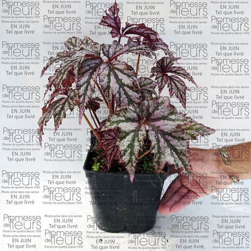 Ejemplo de ejemplar de Begonia Garden Angel Plum Maceta 2L/3L tal y como se entrega