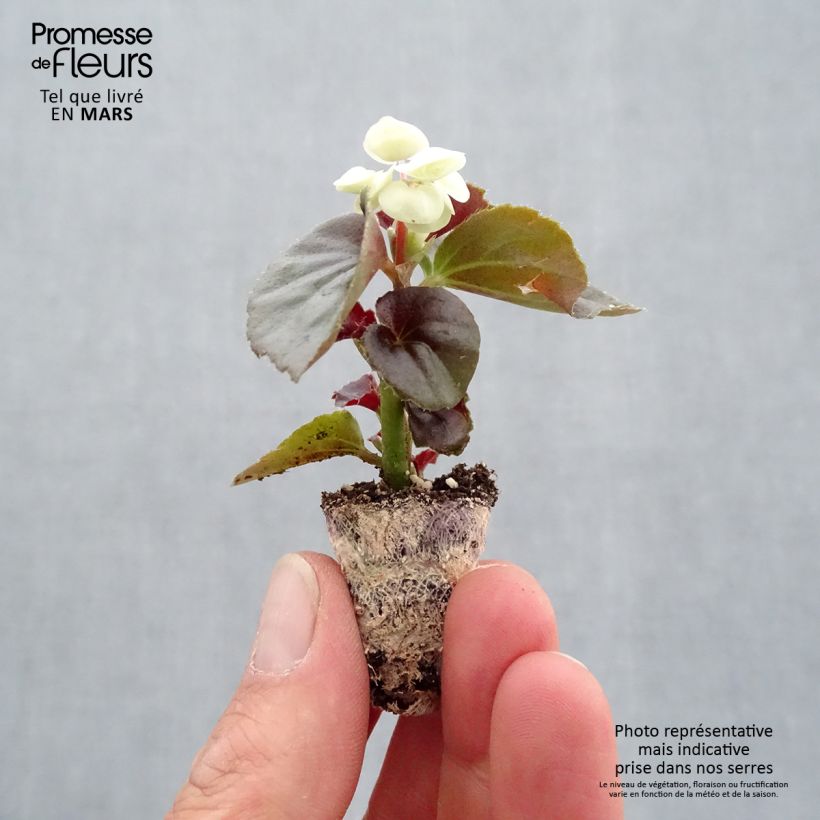 Begonia Siempre-florida Gumdrop Coco White minicepellón: Ø 1,5/2,5 cm Ejemplar entregado en la primavera