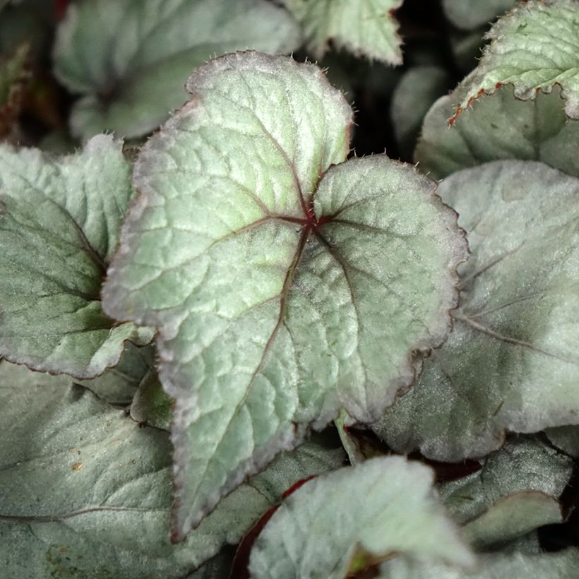 Begonia Rex Pink Pop (Follaje)