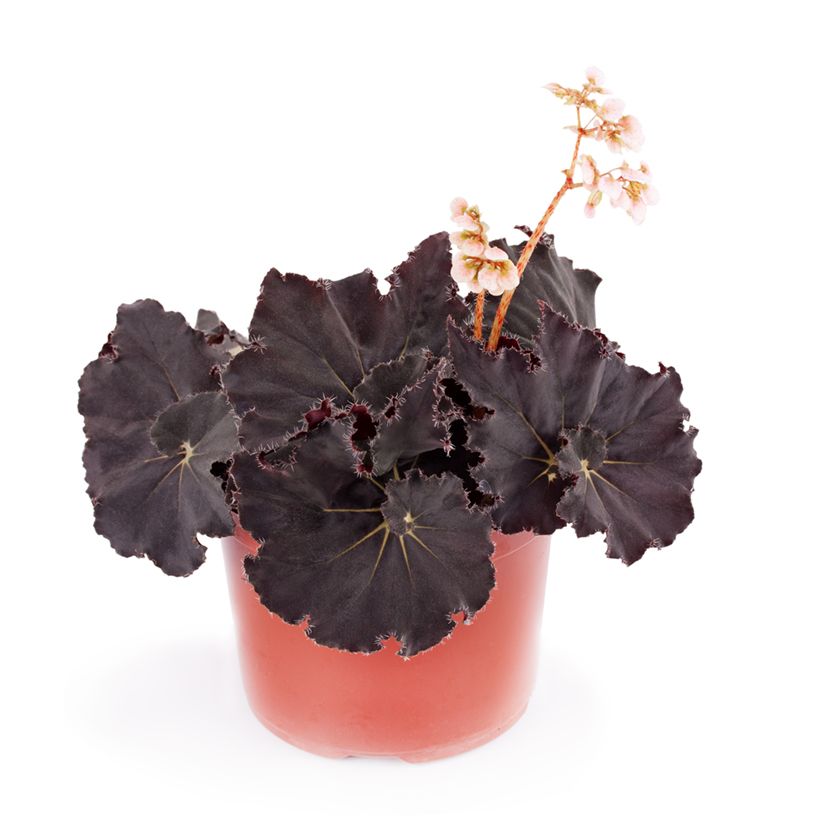 Begonia Rex Dark Mambo (Porte)