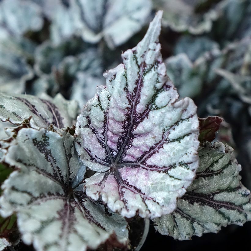Begonia Rex Dew Drop (Follaje)