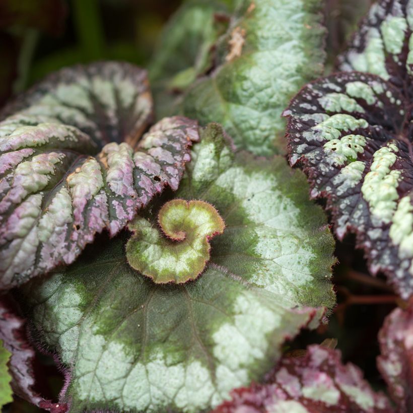 Begonia Rex Escargot (Follaje)