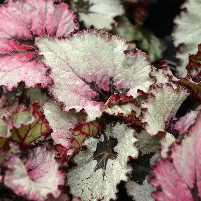 Begonia Rex Red Heart (Follaje)