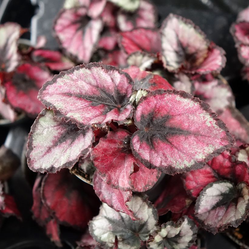 Begonia Rex Red Kiss (Follaje)
