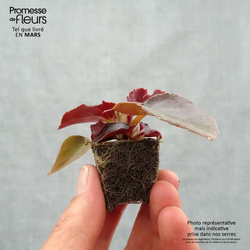 Begonia Viking Bronze Red minicepellón: Ø 3/4 cm Ejemplar entregado en la primavera