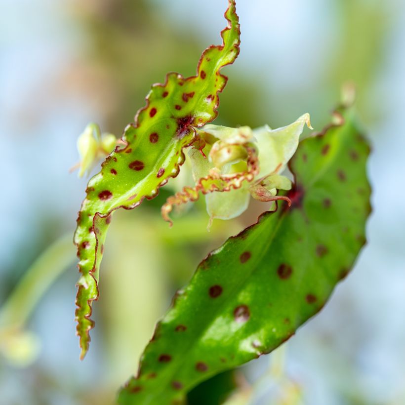 Begonia amphioxus (Follaje)