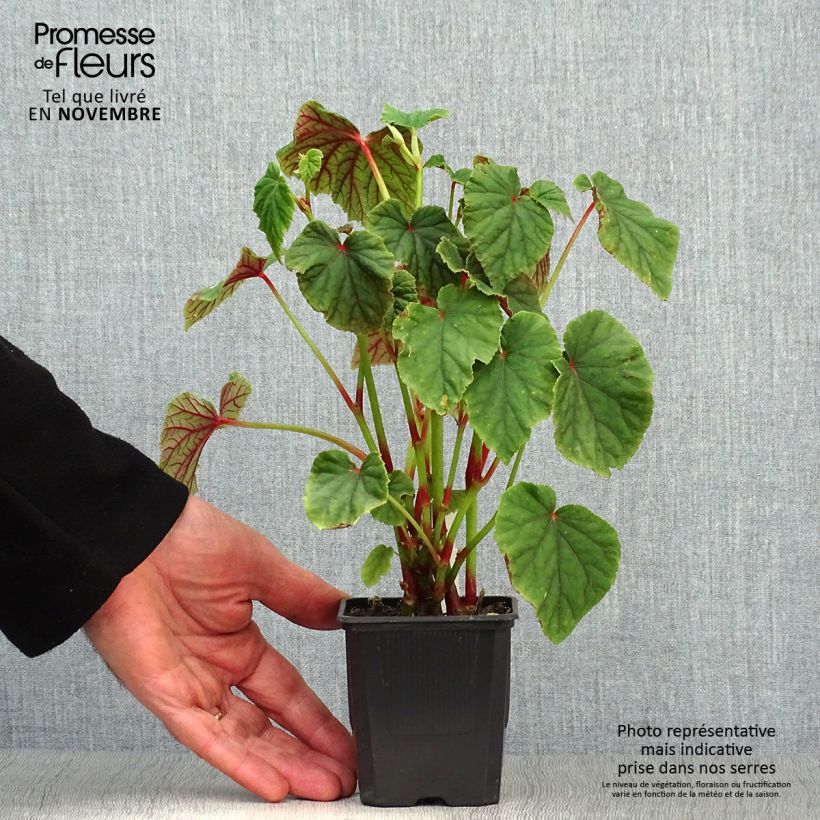 Ejemplar de Begonia grandis subsp. evansiana Maceta de 8/9 cm entregado en otoño