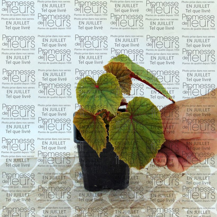 Ejemplo de ejemplar de Begonia grandis subsp. evansiana var. alba Maceta de 8/9 cm tal y como se entrega